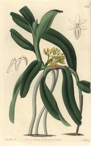 Orchid variete Saccolabium - Acampe praemorsa orchid (Pimpled saccolabium, Saccolabium papilosum).Sydenham Edwards