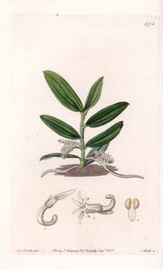 蘭： variete de camphylocentrum - イギリスのSydenham Edwards (1768-1819)のBotanical Registerに掲載されたSarah Anne Drake (1803-1857)のイラストをS.Wattsがエングレーヴィングしたもの。