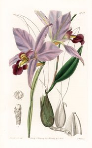 蘭：Variete de laelia - イギリスのSydenham Edwards(1768-1819)のBotanical Registerに掲載されたSarah Anne Drake(1803-1857)のイラストをS.Wattsがエングレーヴィングしたもの。