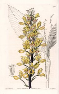 Orchid: variete of govenia - イギリスのSydenham Edwards (1768-1819)のBotanical Registerに掲載されているSarah Anne Drake (1803-1857)のイラストをS.Wattsがエングレーヴィングしたものです。 作： Sydenham Teast Edwards