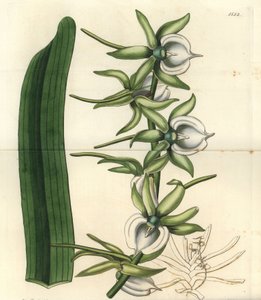 インド洋諸島の蘭の変種 - Ivory angraecum orchid, Angraecum eburneum.Sydenham Edwards