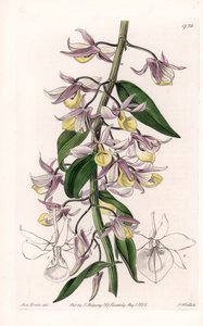 蘭：アジア原産のデンドロビウムの一種 - イギリスのSydenham Edwards(1768-1819)のBotanical Registerに掲載されたSarah Anne Drake(1803-1857)のイラストをS.Wattsがエングレーヴィングしたもの。 作： Sydenham Teast Edwards
