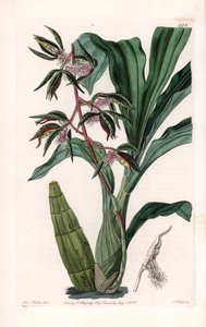 蘭：髭付きと呼ばれるカタセタムの品種 - イギリスのSydenham Edwards（1768-1819）のBotanical Registerに掲載されているSarah Anne Drake（1803-1857）のイラストをS.Wattsがエングレーヴィングしたもの。 作： Sydenham Teast Edwards
