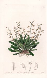 Orchid: variety of epidendre - イギリスのSydenham Edwards (1768-1819)のBotanical Registerに掲載されているSarah Anne Drake (1803-1857)のイラストをS.Wattsがエングレーヴィングしたもの。 作： Sydenham Teast Edwards