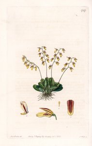 Orchid: variety of epidendre - イギリスのSydenham Edwards (1768-1819)のBotanical Registerに掲載されているSarah Anne Drake (1803-1857)のイラストをS.Wattsがエングレーヴィングしたもの。 作： Sydenham Teast Edwards