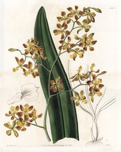 蘭：エピデンドラムの品種 - イギリスのSydenham Edwards（1768-1819）のBotanical Registerに掲載されているSarah Anne Drake（1803-1857）のイラストをS.Wattsがエングレーヴィングしたもの。