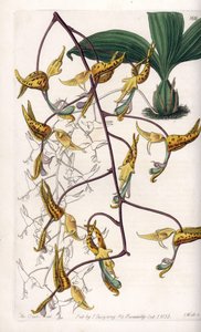 蘭：南アメリカ原産のゴンゴラの一種 - イギリスのSydenham Edwards（1768-1819）のBotanical Registerに掲載されたSarah Anne Drake（1803-1857）のイラストをS.Wattsがエングレーヴィングしたもの。 作： Sydenham Teast Edwards