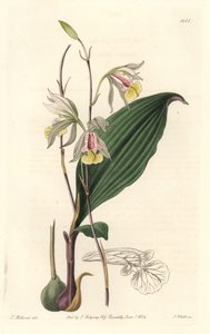 Orchidee, American Bletia - Water Forte by S. Watts from an illustration by T. Holland, from Botanical Register 作： Sydenham Teast Edwards