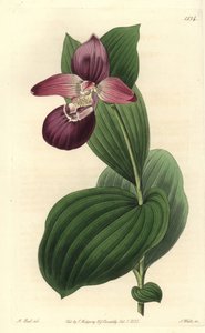 ヴィーナスのOrchidee clogは大きな花を咲かせます。大輪のCypripediumや大輪のLady