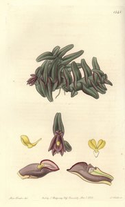 Orchidee epidendrum of Central America - Epidendrum schlechterianum orchid (Purple nanodes, Nanodes discolor).Sydenham Edwards
