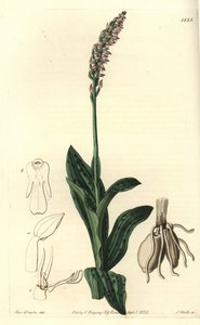 Orchidee neotine - Dense-flowered orchid, Neotinea maculata (One-sized aceras, Aceras secundiflora).Sydenham Edwards