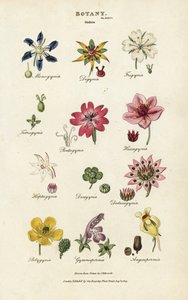 花の順序。Monogynia、Digynia、Trigynia、Pentagynia、など。ジョン・メイソン・グッドの『パントロジア、新百科事典』より、シデナム・エドワーズの手彩色銅版画、G・カーズリー、ロンドン