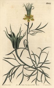 東洋のニゲル - 東洋のフェンネル・フラワー、Nigella orientalis。William Curtis