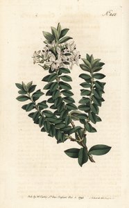Ouessant Myrtle or elliptical veronica - Cross-leaved speedwell, Veronica decussata.ロンドンのWilliam Curtis