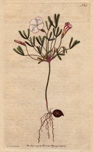 オキザリス（スモールソレル）は、アフリカ原産の白い縞模様の花とキャンディピンク。ピンクのキャンディストライプの白い花を咲かせるストライプフラワーのウッドソレル。アフリカ原産。Oxalis versicolor（オキザリス・バーシカラー）。の植物図鑑からの手彩色銅版画。 作： Sydenham Teast Edwards