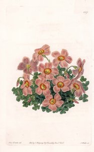 Oxalis Variete - イギリスのSydenham Edwards (1768-1819)のBotanical Registerに掲載されているSarah Anne Drake (1803-1857)のイラストをS.Wattsがエングレービングしたもの。 作： Sydenham Teast Edwards