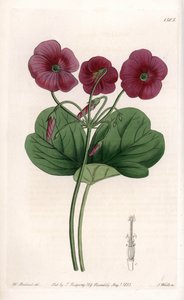 Oxalis de Bowie - イギリスのSydenham Edwards (1768-1819)のBotanical Registerに掲載されているSarah Anne Drake (1803-1857)のイラストをS.Wattsがエングレービングしたもの。 作： Sydenham Teast Edwards