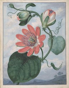 パッションフラワー、1799年 作： Sydenham Teast Edwards