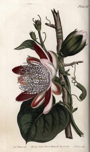 パッションフラワーの蕾と花。ランベス植物園（イギリス）の植物学会議のために、サイデナム・エドワーズ（1768-1819）が描いたカラー銅版画。 作： Sydenham Teast Edwards