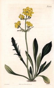 Patrinia sibirica（アルタイのカノコソウ、Valeriana ruthenica）。ロンドンのSamuel Curtis