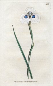 クジャクアヤメ - Sydenham Edwards (1768-1819)によるリトグラフ、William Curtis