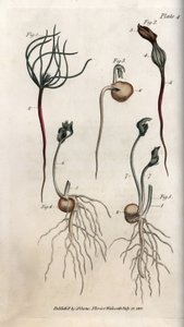 エンドウ、マメ科の種子には異なる発芽段階がある。ランベス植物園（イギリス）の植物学会議のために、サイデナム・エドワーズ（1768-1819）が描いたカラー銅版画。 作： Sydenham Teast Edwards