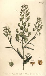 ペニークレス、Thlaspi arvense、Siliculosa。William Curtis
