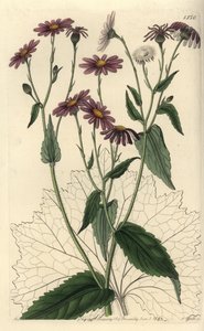 Pericallis tussilaginis (Coltfoot-leaved groundsel, Senecio tussilaginis).Sydenham Edwards