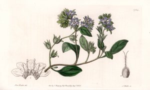 Phacelia, endemic of California - イギリスのSydenham Edwards (1768-1819)のBotanical Registerに掲載されたSarah Anne Drake (1803-1857)のイラストをS.Wattsがエングレービングしたもの。 作： Sydenham Teast Edwards