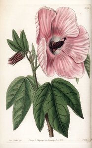 ピンクのハイビスカス - イギリスのSydenham Edwards（1768-1819）のBotanical Registerに掲載されているSarah Anne Drake（1803-1857）のイラストをS.Wattsがエングレービングしたもの。 作： Sydenham Teast Edwards