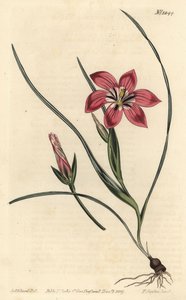 ピンクのフロエタン、Romulea flava（ブラッシュ・トリコネマ、Trichonema pudicum）。William Curtis