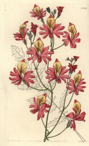 貧乏人の蘭、Schizanthus grahamii（鈍い花びらのシザンサス、Schizanthus retusus）。Sydenham Edwards