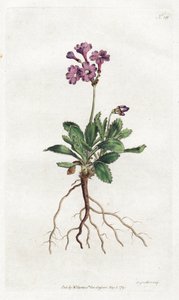 Primevere marginee - Sydenham Edwards (1768-1819)によるリトグラフ、William Curtis