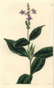 Pseuderanthemum faecundum (Ever-blowing eranthemum, Eranthemum faecundum).Sydenham Edwards