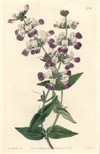 紫のチャイニーズパゴダ（カリフォルニア原産） - S. Watts Strong Water from an illustration by Sarah Anne Drake (1803-1857), from the Botanical Register 作： Sydenham Teast Edwards