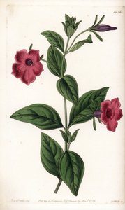 紫の花のペチュニア - イギリスのSydenham Edwards（1768-1819）のBotanical Registerに掲載されているSarah Anne Drake（1803-1857）のイラストをS.Wattsがエングレーヴィングしたもの。 作： Sydenham Teast Edwards