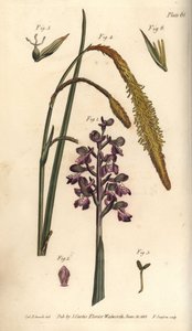 紫色の蘭、Orchis mascula、Gynandria