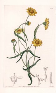Queen Daisy of California - イギリスのSydenham Edwards (1768-1819)のBotanical Registerに掲載されているSarah Anne Drake (1803-1857)のイラストをS.Wattsがエングレーヴィングしたもの。 作： Sydenham Teast Edwards