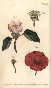 カリンの花、Cydonia oblonga、Icosandria 作： Sydenham Teast Edwards