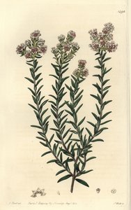 赤いスーランジア（Soulangia rubra）。Sydenham Edwards
