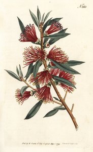 リンスボトルシトリン、ボトルリンス、またはレッドピンプラント - クリムゾンボトルブラシ、Callistemon citrinus（ハーシュ・レヴドメトロシデロス、Metrosideros citrina）。ウィリアム・カーティスの『Bo』に掲載されたシデナム・エドワーズのイラストをもとに、サンソムが描いた手彩色の銅版画。 作： Sydenham Teast Edwards