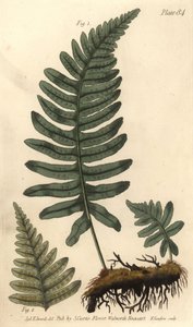 ロックキャップシダまたはポリポディ（Polypodium vulgare, Filices）。William Curtis