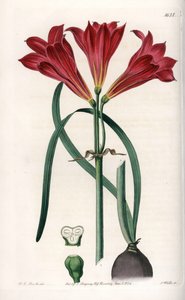 Rodophiale bifide - イギリスのSydenham Edwards (1768-1819)のBotanical Registerに掲載されたSarah Anne Drake (1803-1857)のイラストをもとにS.Wattsがエングレービングしたボード。 作： Sydenham Teast Edwards
