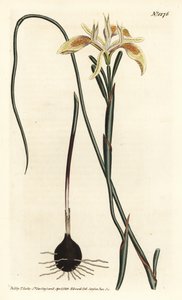ロール・リーブド・モレア（Moraea angusta）。William Curtis