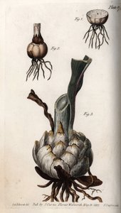 ユリの根と球根。ランベス植物園（イギリス）の植物学会議のために、サイデナム・エドワーズ（1768-1819）が描いたカラー銅版画。
