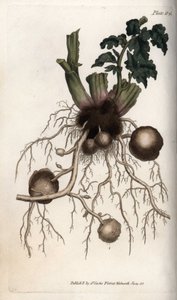種芋の根っこと塊茎。ランベス植物園（イギリス）の植物学会議のために、サイデナム・エドワーズ（1768-1819）が描いたカラー銅版画。 作： Sydenham Teast Edwards