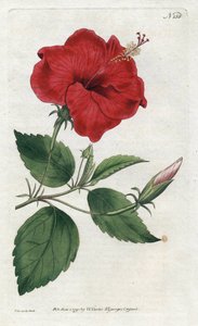 Rose de Chine - Sydenham Edwards (1768-1819)によるリトグラフ、William Curtis