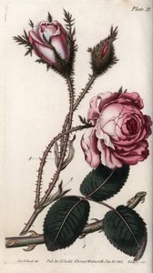 薔薇、薔薇の花、百葉。ランベス植物園（イギリス）の植物学会議のために、サイデナム・エドワーズ（1768-1819）が描いたカラー銅版画。 作： Sydenham Teast Edwards