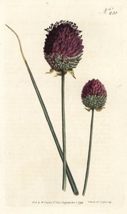 丸い頭のニンニク、Allium sphaerocephalon（紫の頭のニンニク、Allium descendens）。ロンドンのWilliam Curtis