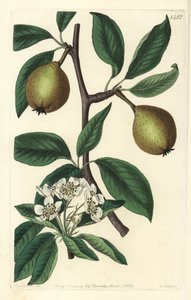 セージ・リーフ・ペア - sage-leaved pear, Pyrus salviifolia (Pyrus salvifolia).Sydenham Edwards